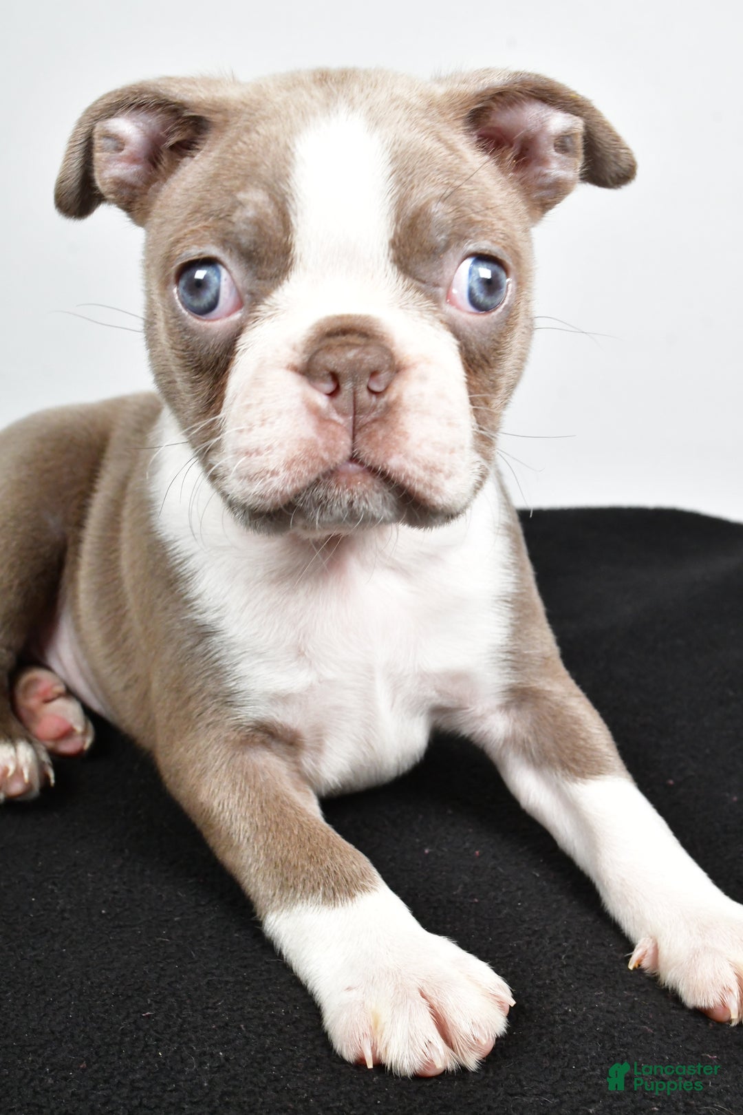 Boston Terrier dogs for sale: Macy - Ad 3