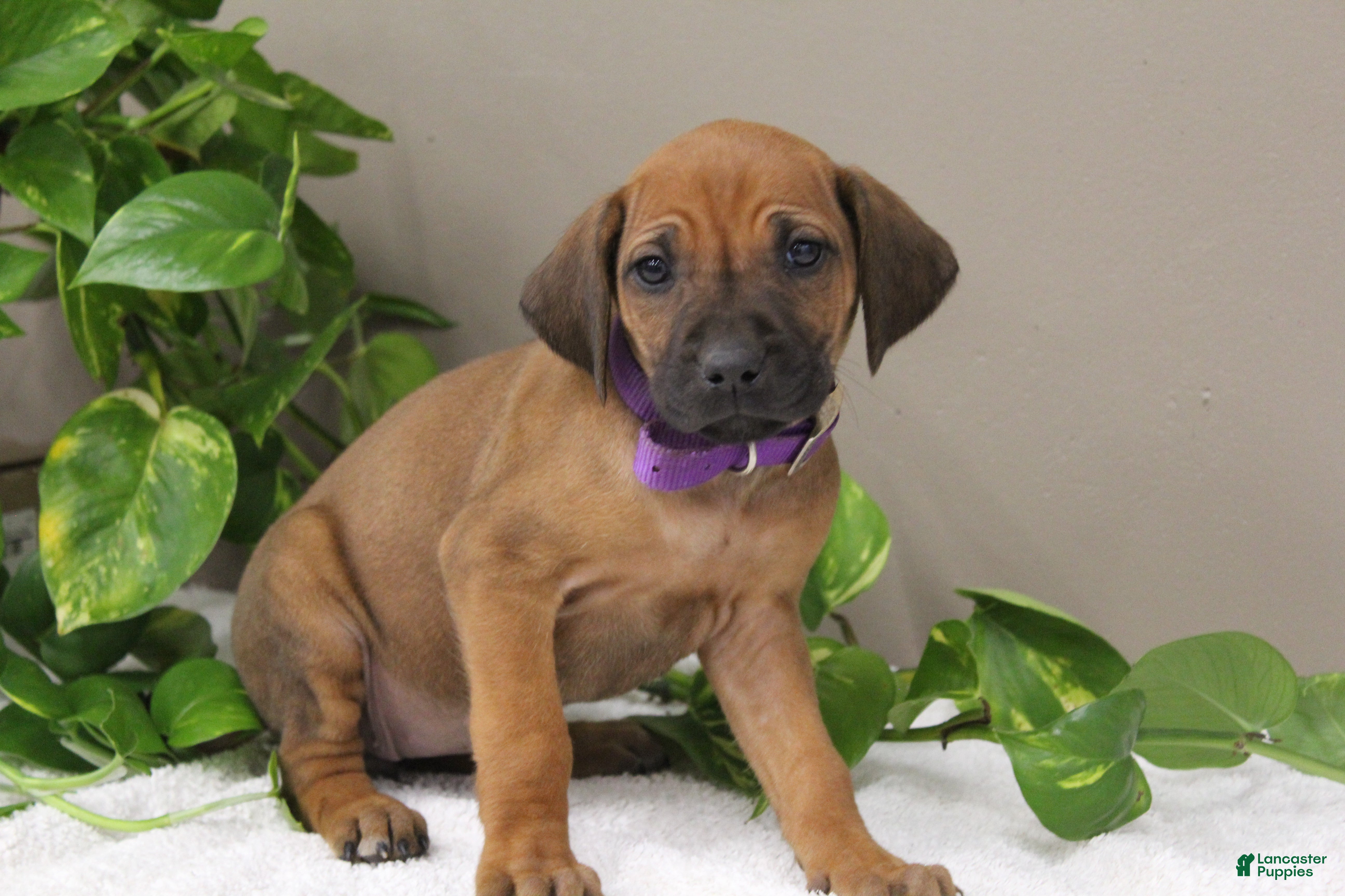 Rhodesian Ridgeback dogs Bonny - Ad 22