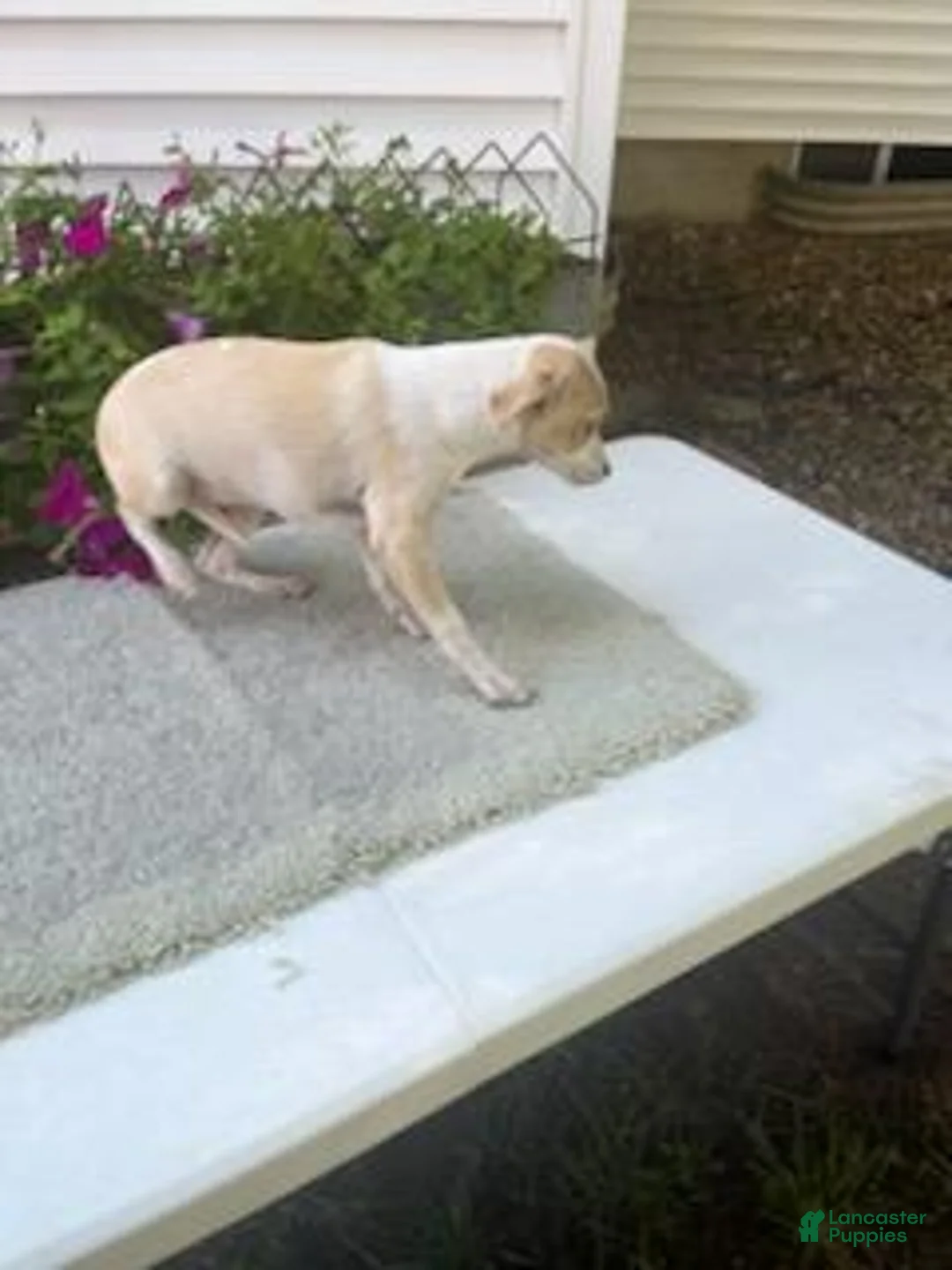 Mixed Breed dogs for sale: Mixed Breed 3 Machia - Ad 2