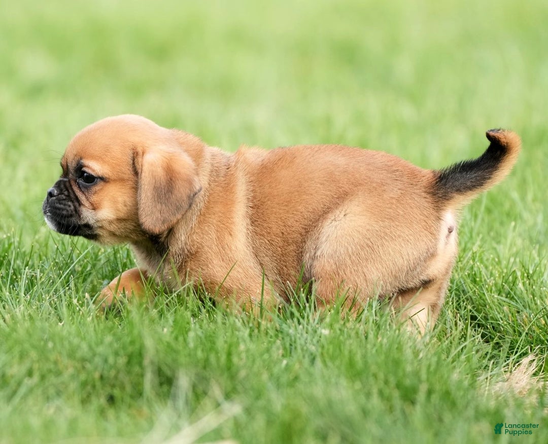 Puggle dogs for sale: Morgan - Ad 8