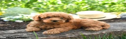 Miniature Poodle dogs for sale: Cooper - Ad 3