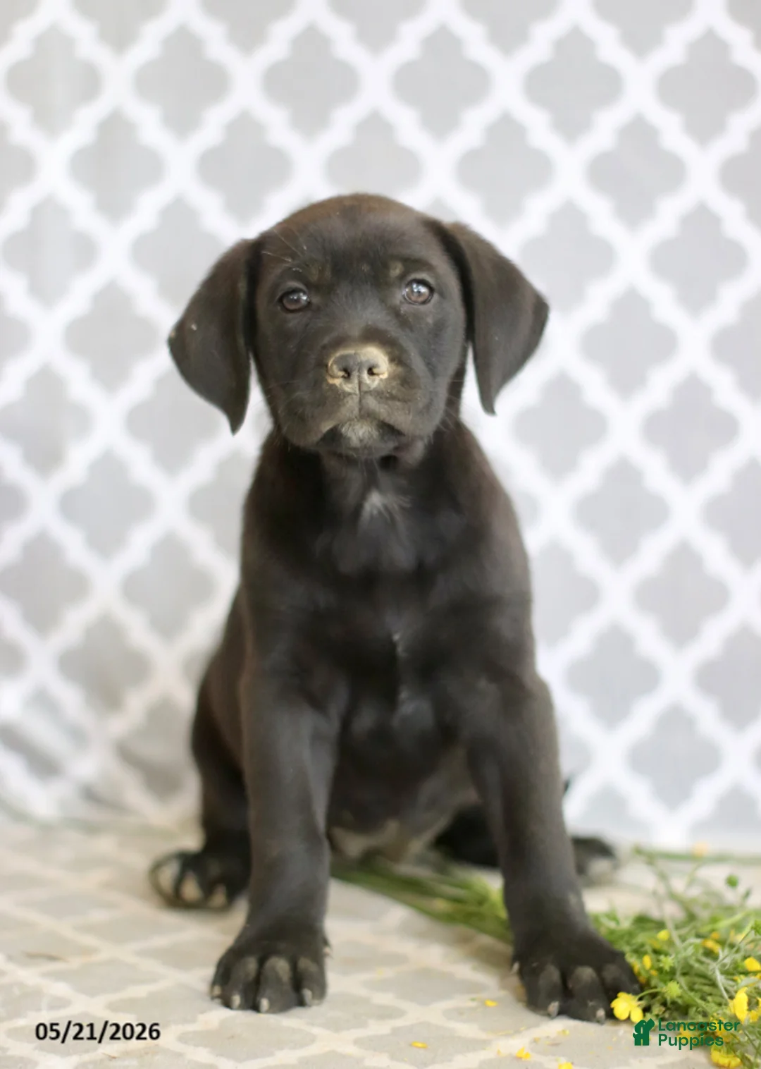 Mixed Breed dogs for sale: Reba - Ad 1