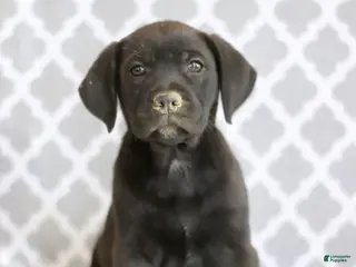 Mixed Breed dogs for sale: Reba - Ad 4