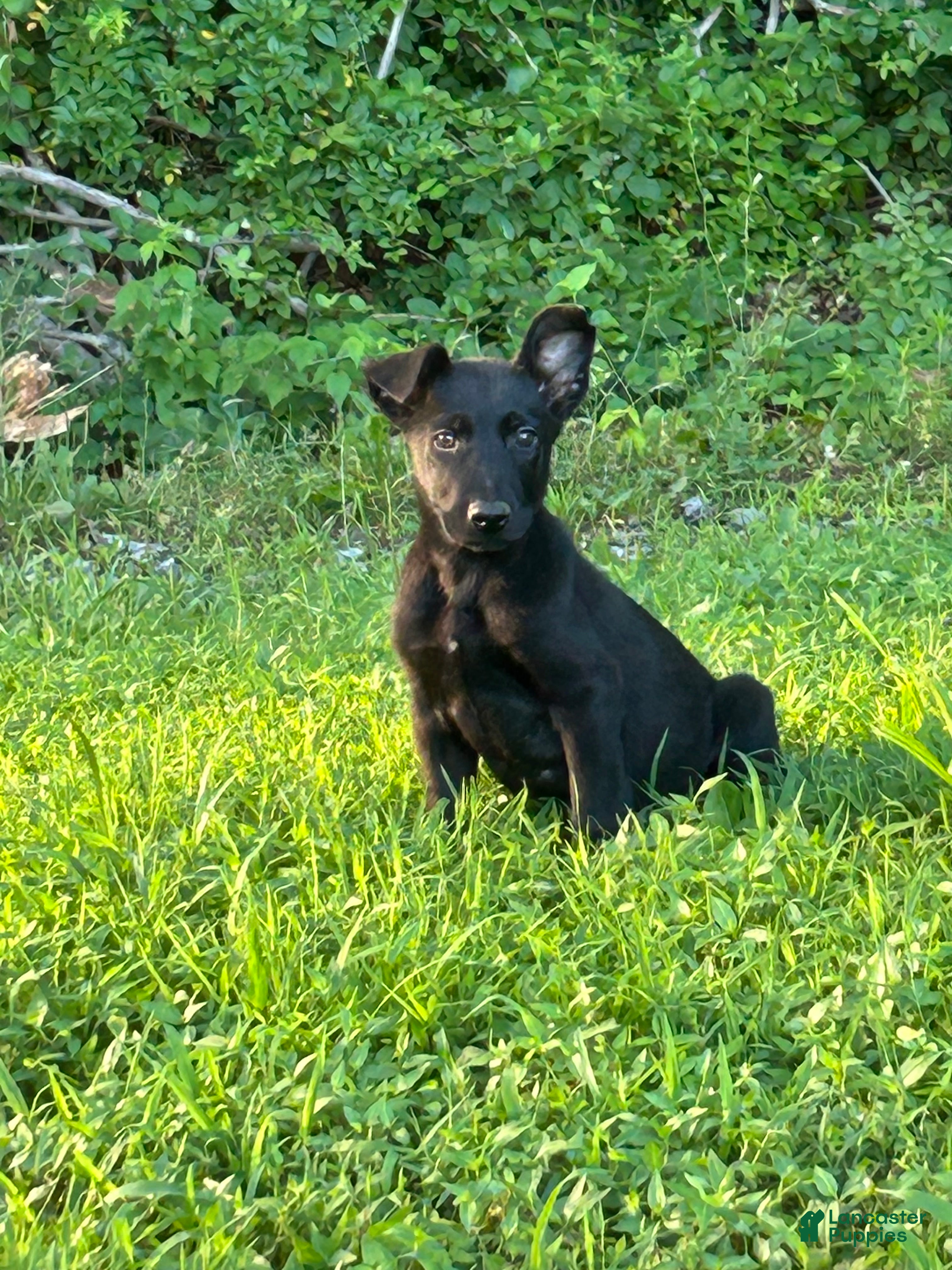 Belgian Malinois dogs Arthur - Ad 1