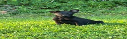 Belgian Malinois dogs for sale: Arthur - Ad 1