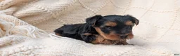 Yorkshire Terrier dogs for sale: Zeus - Ad 8