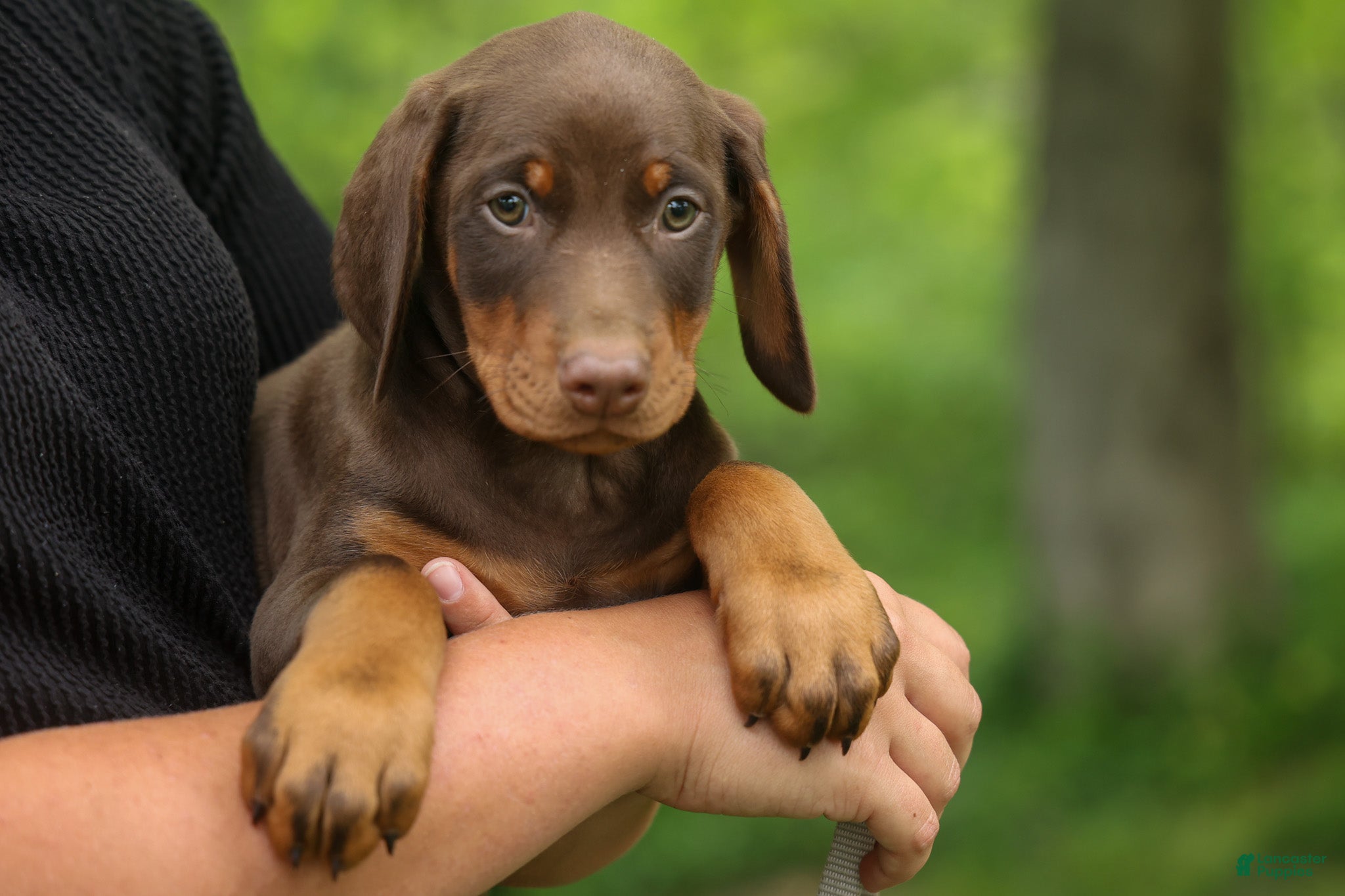 Doberman Pinscher dogs  Deacon (Red Rust) 🐶🖤🐾 - Ad 1