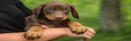 Doberman Pinscher dogs for sale:  Deacon (Red Rust) 🐶🖤🐾 - Ad 2