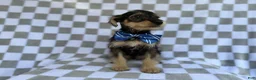 Miniature Schnauzer dogs for sale: Alex - Ad 9