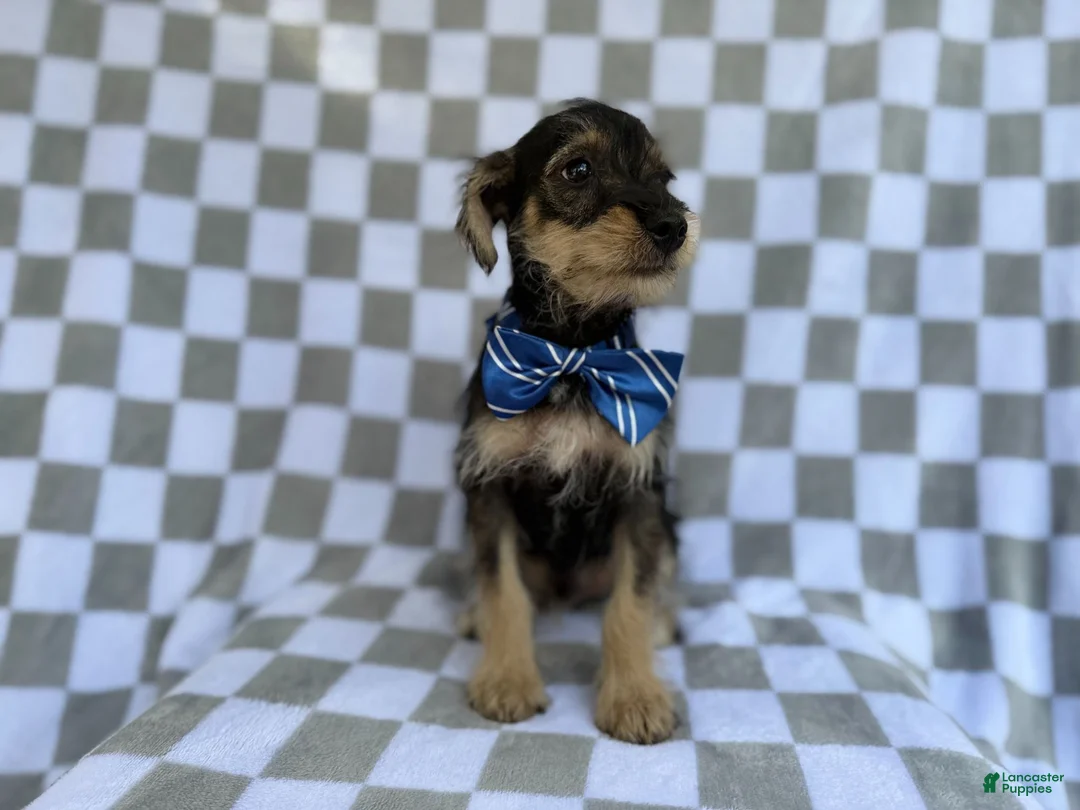 Miniature Schnauzer dogs for sale: Alex - Ad 9