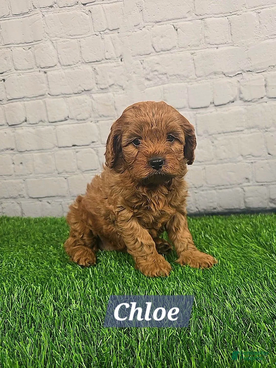 Cavapoo dogs for sale: Chloe  - Ad 4