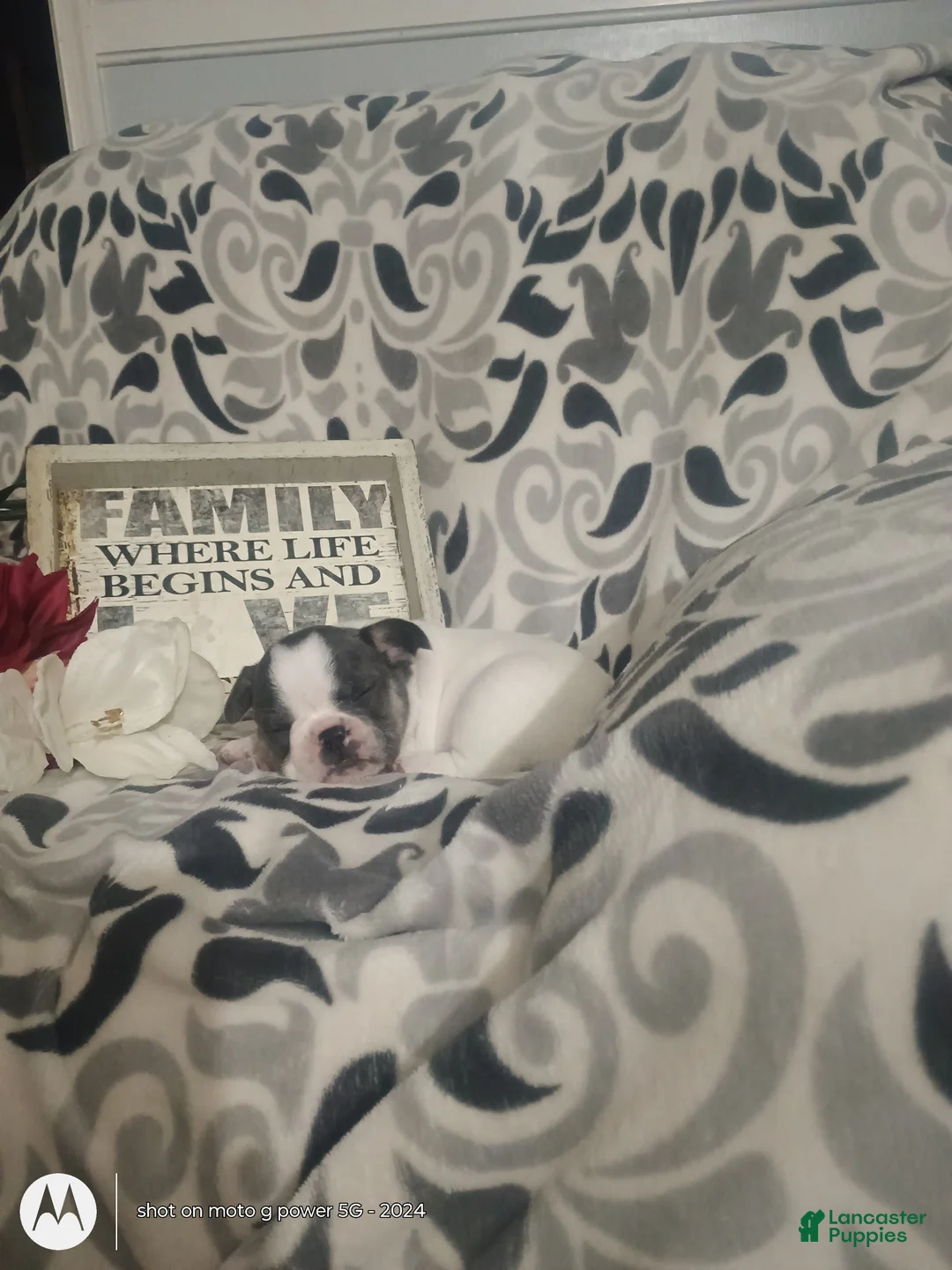 French Bulldog dogs for sale: Sasha - Ad 3