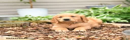 Golden Retriever dogs for sale: Gloria - Ad 3