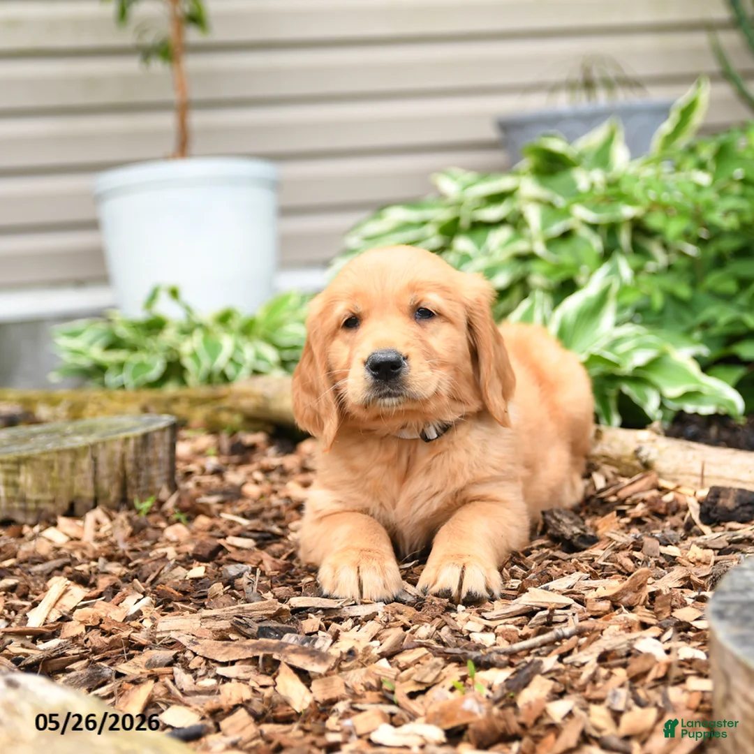 Golden Retriever dogs for sale: Gloria - Ad 3