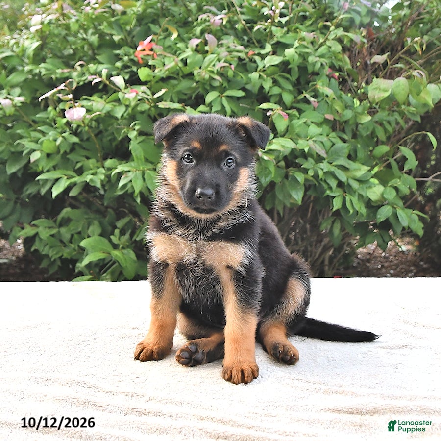 German Shepherd dogs Ash  - Ad 1
