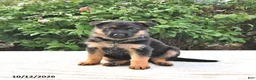 German Shepherd dogs for sale: Ash  - Ad 1