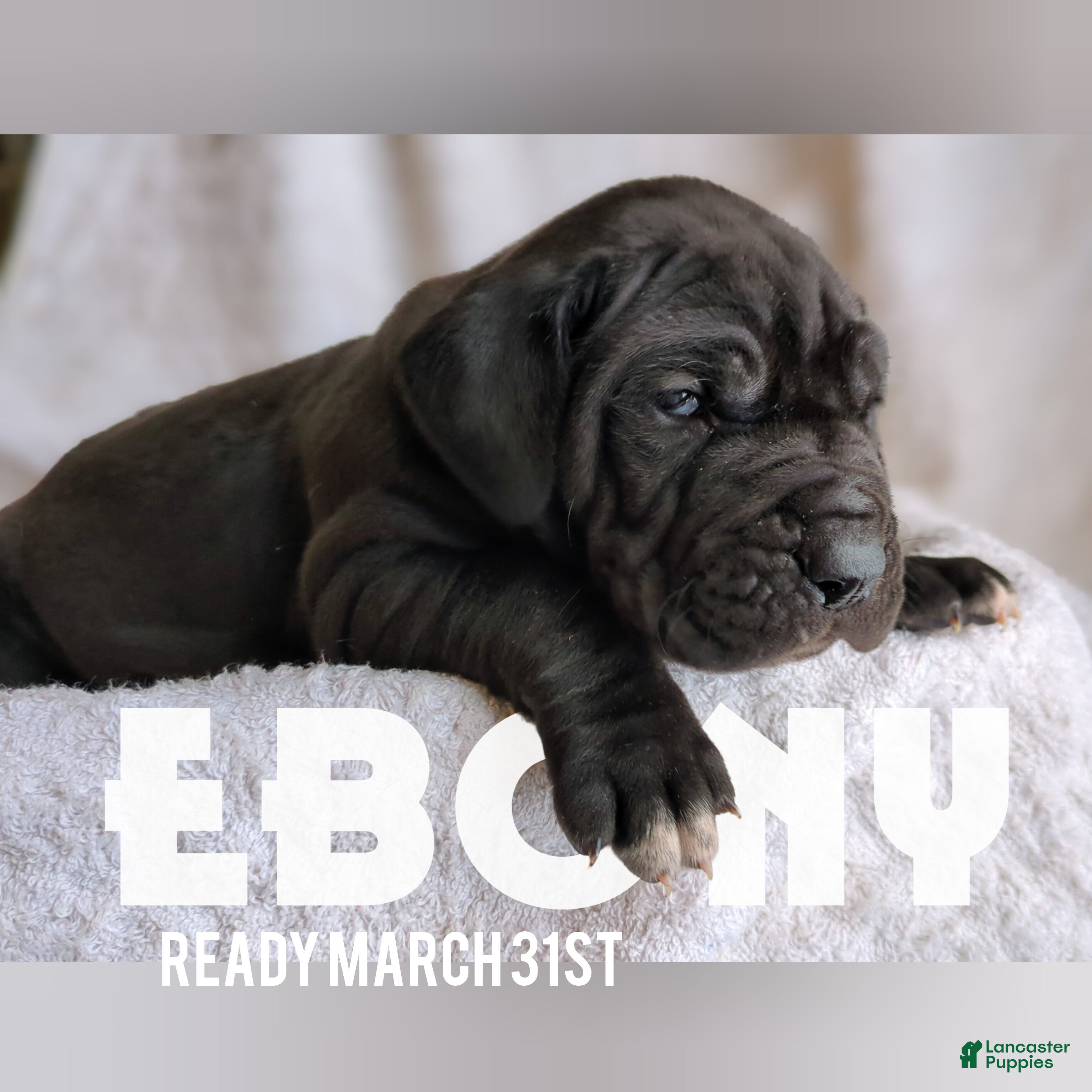 Great Dane dogs Ebony - Ad 1