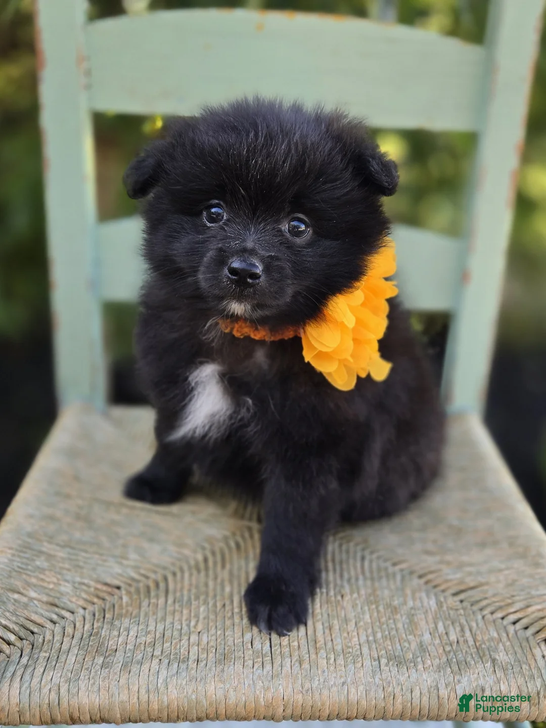 Pomeranian dogs for sale: Nellie - Ad 2