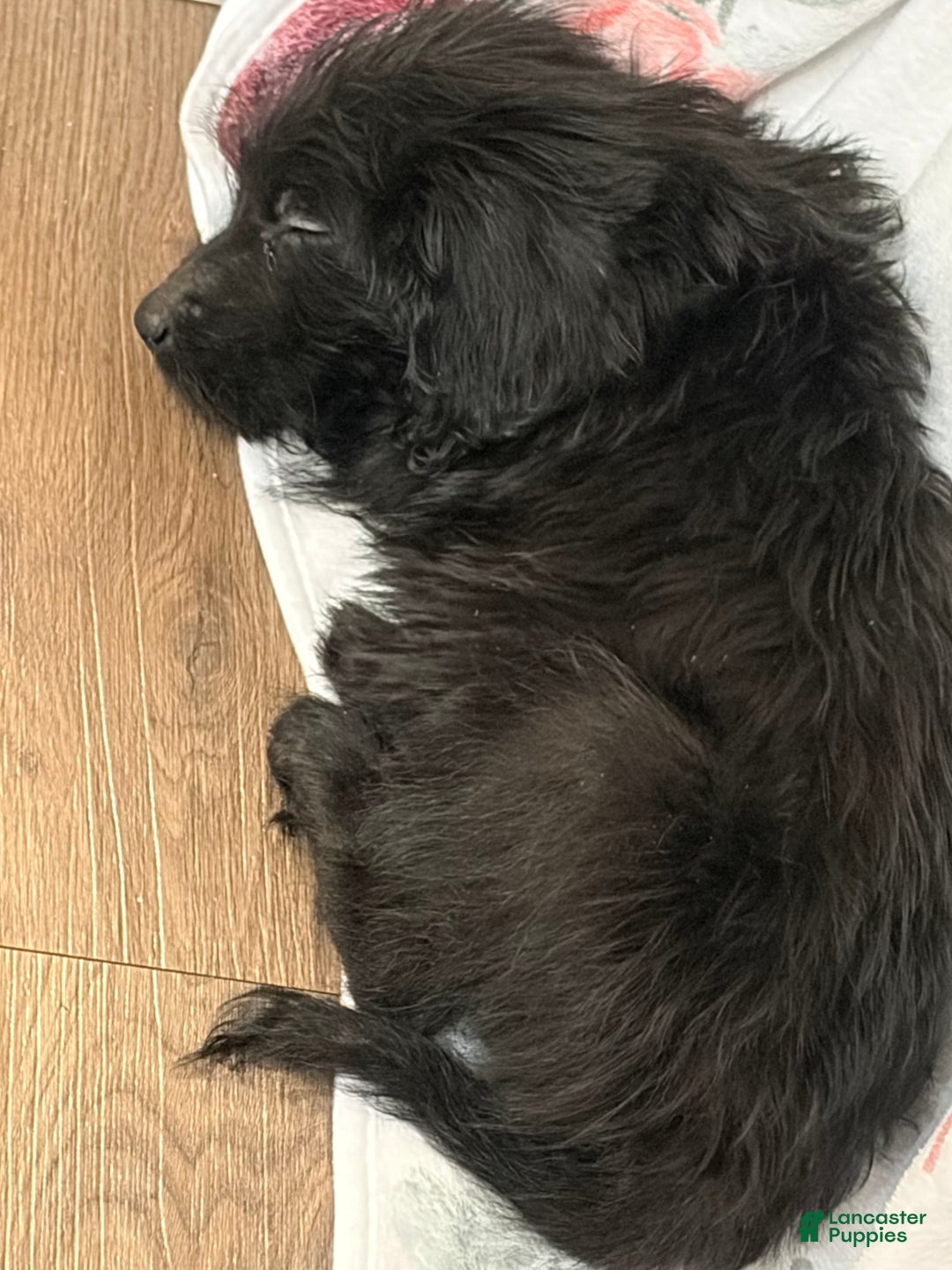 Labradoodle dogs for sale: Aspen - Ad 1