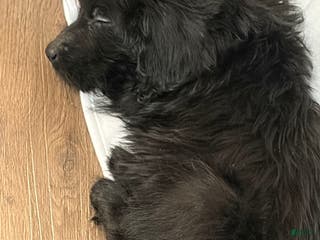 Labradoodle dogs Aspen - Ad 36