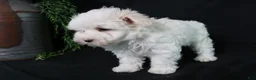 Maltese dogs for sale: Molly - Ad 7