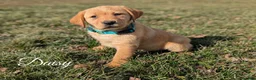 Labrador Retriever dogs for sale: Daisy - Ad 1