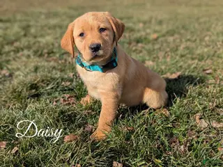 Labrador Retriever dogs for sale: Daisy - Ad 4
