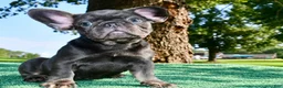 French Bulldog dogs for sale: French Bulldog 2 - Ad 8