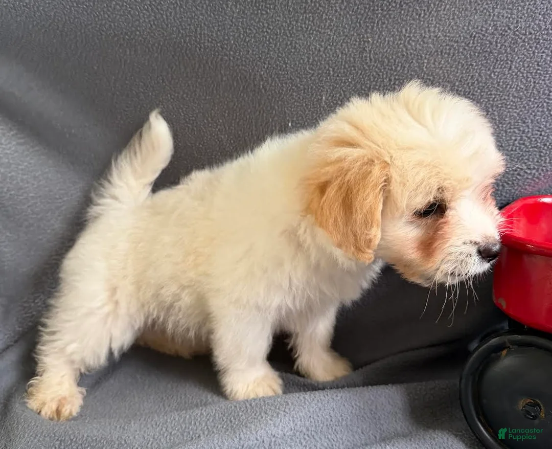 Mixed Breed dogs for sale: Jordan - Ad 4