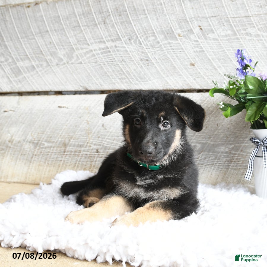German Shepherd dogs Maverick - Ad 2