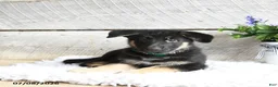 German Shepherd dogs for sale: Maverick - Ad 3