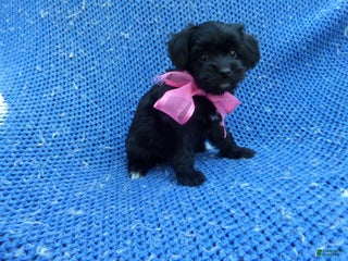 Maltipoo dogs - Ad 24