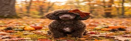 Maltipoo dogs for sale: Jewls - Ad 5