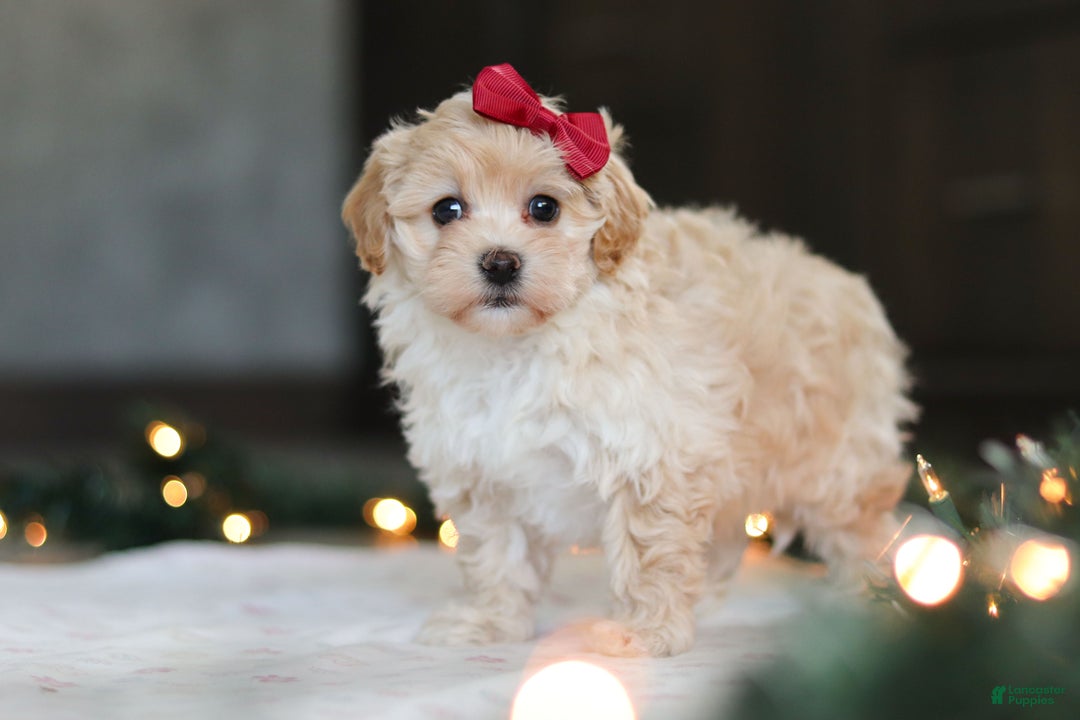 Havapoo dogs for sale: Sage - Ad 4