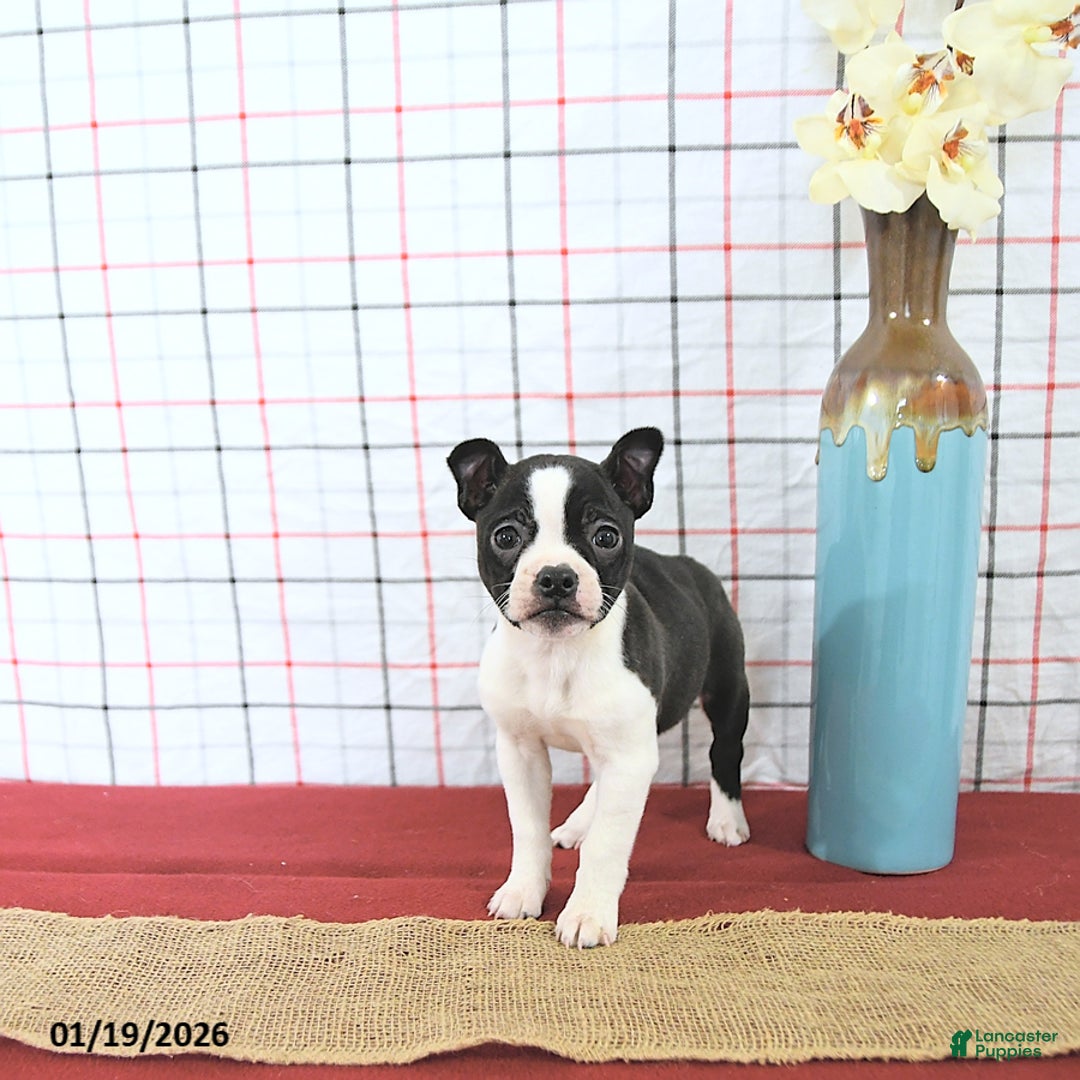 Boston Terrier dogs for sale: Juliet - Ad 2