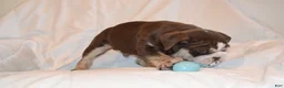 English Bulldog dogs for sale: Bandit (Chocolate Trindle) - Ad 8