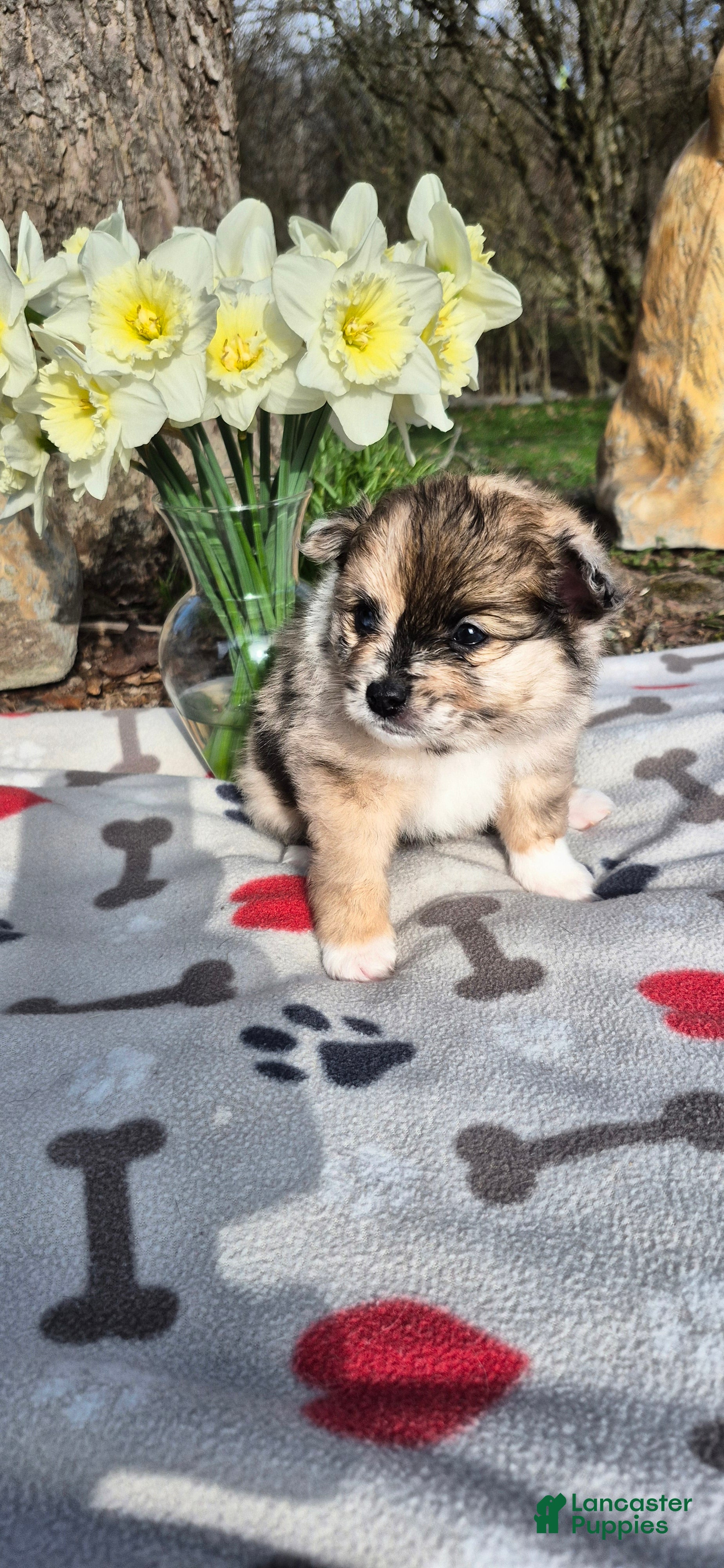 Pomeranian dogs Bear - Ad 1