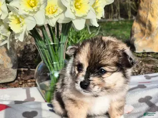 Pomeranian dogs for sale: Bear - Ad 2