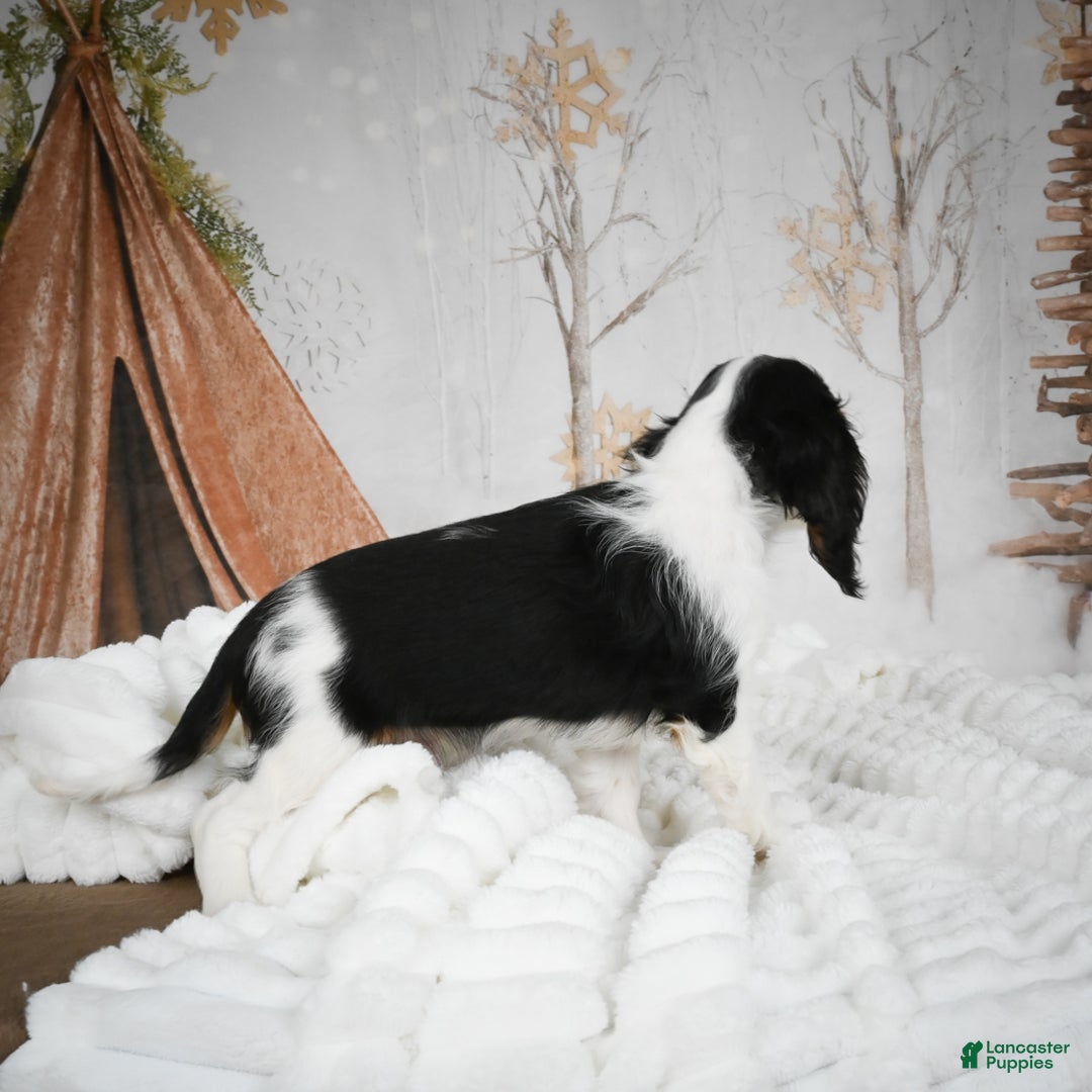 Mixed Breed dogs for sale: Micah - Ad 3