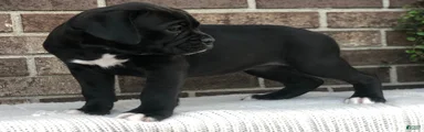 Nova
