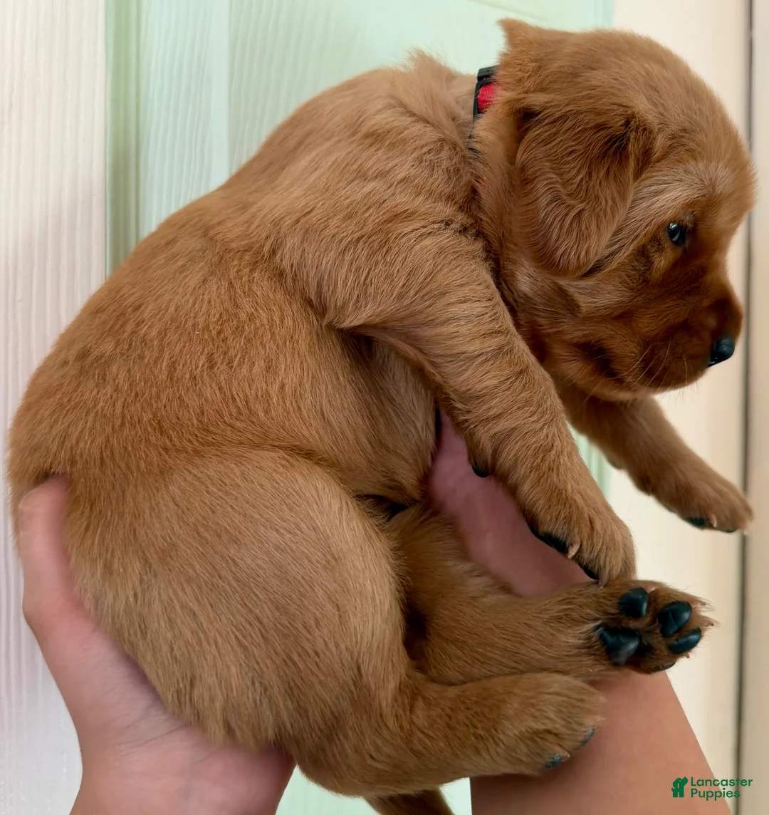 Golden Retriever dogs for sale: Red Girl  - Ad 2