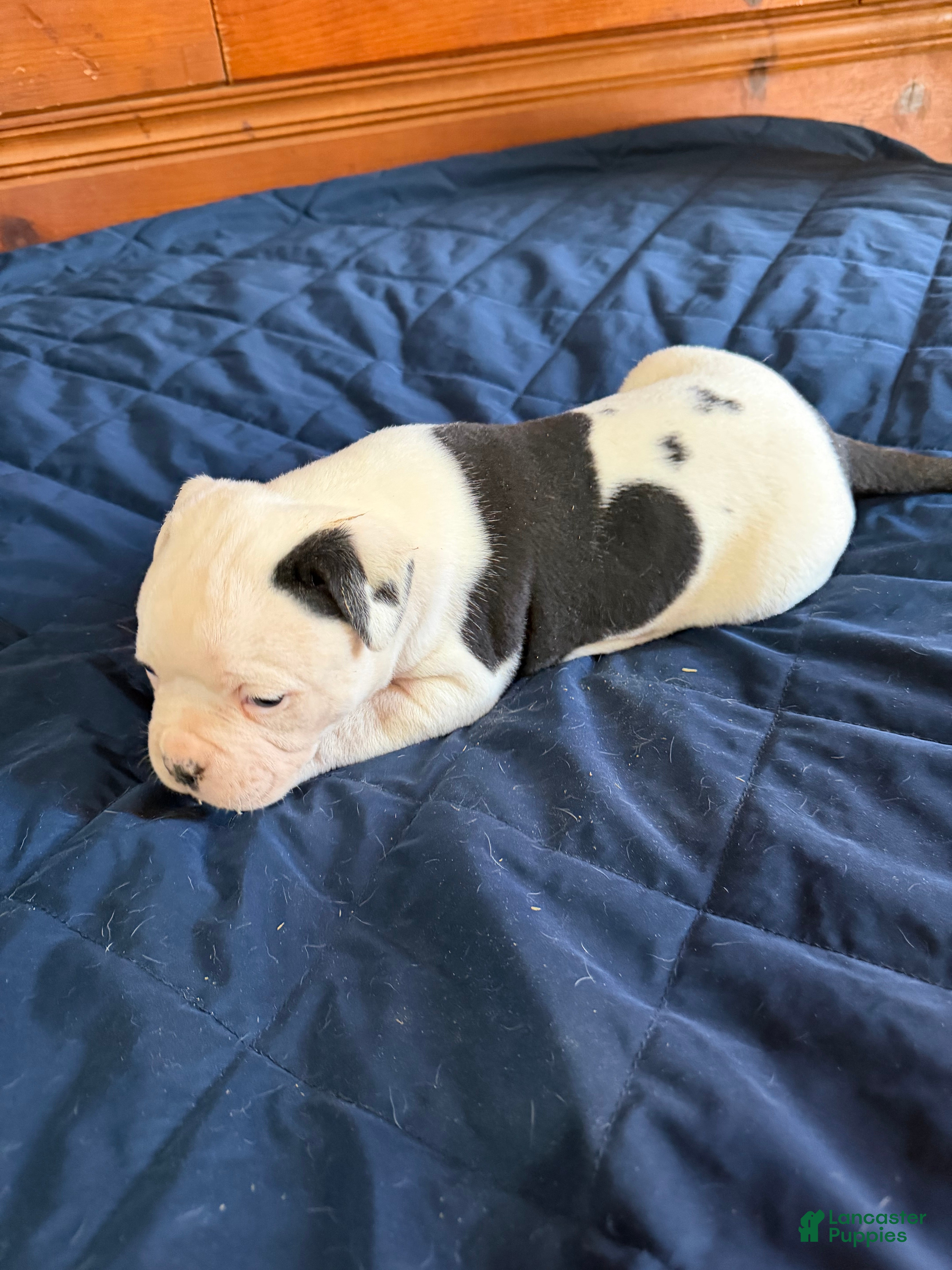 American Bulldog dogs Bella - Ad 11