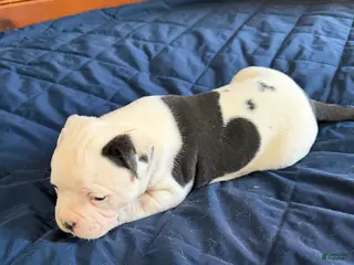 American Bulldog dogs Bella - Ad 10