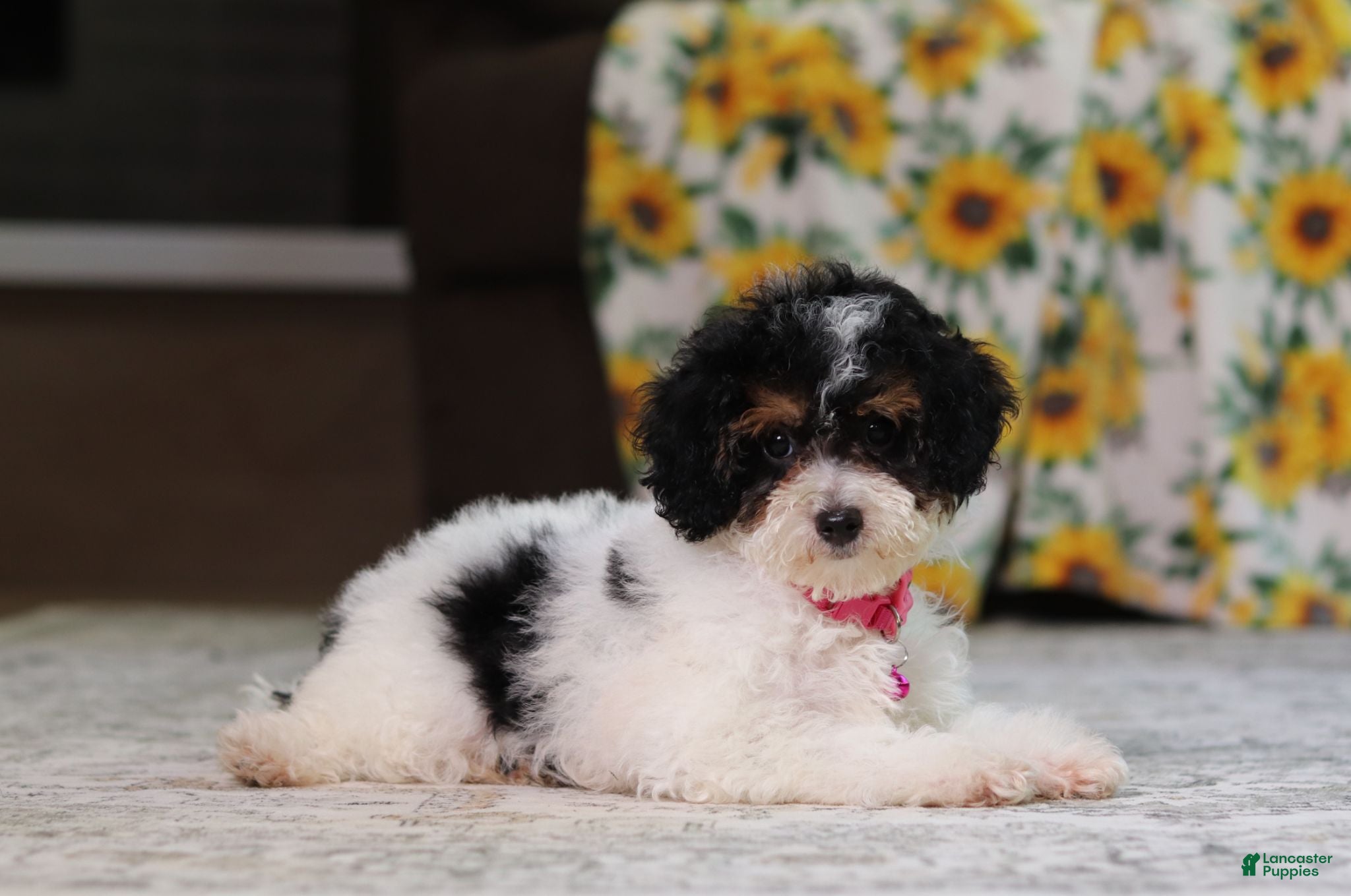 Miniature Poodle dogs Avery - Ad 2