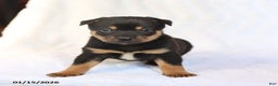 Mixed Breed dogs for sale: Kirby - Ad 2