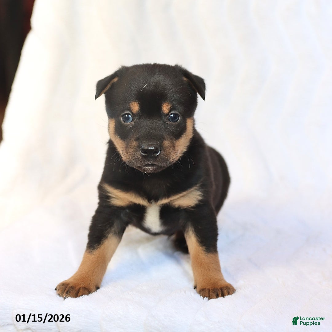 Mixed Breed dogs for sale: Kirby - Ad 2