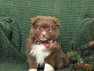 Pomeranian dogs Beulah - Ad 17