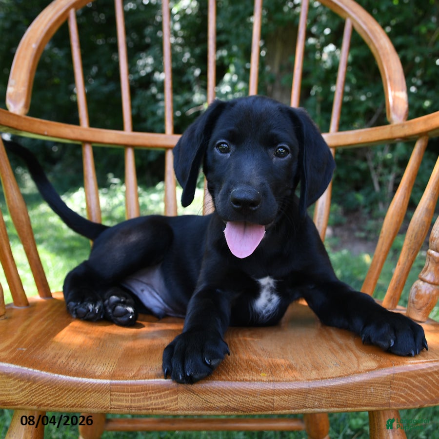 Mixed Breed dogs Comet - Ad 2