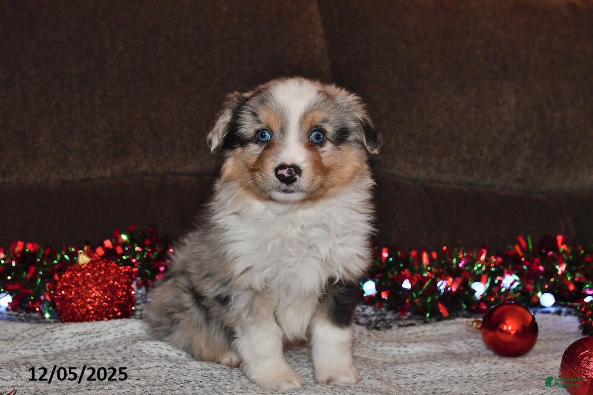 Miniature Australian Shepherd dogs Bubbles - Ad 13