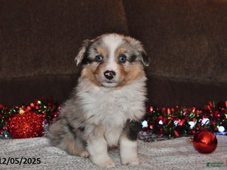 Miniature Australian Shepherd dogs Bubbles - Ad 17